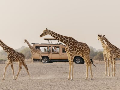 Free roaming wildlife at Arabian Wildlife Park, Sir Bani Yas Island Free roaming wildlife at Arabian Wildlife Park, Sir Bani Yas Island